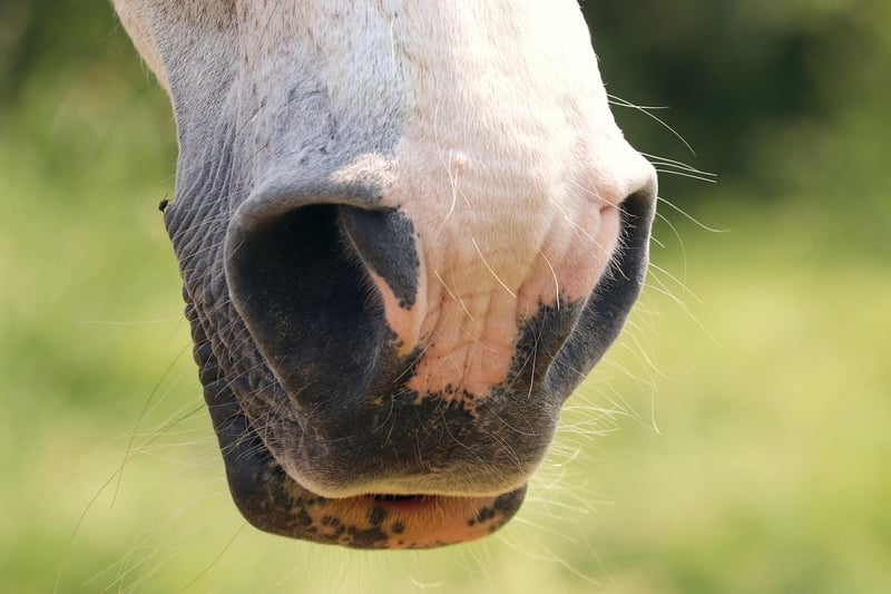 Alternate nostril breath