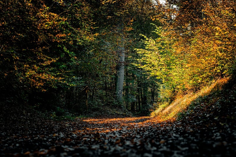 Forest path
