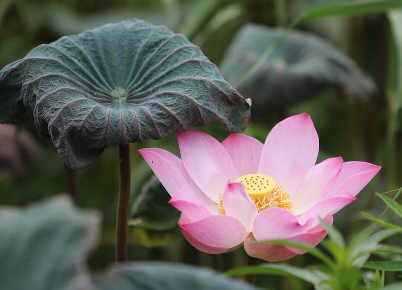 Mindfulness Image